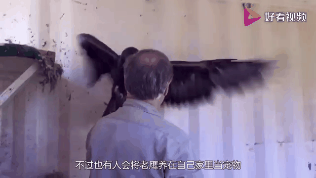 关于Doinb赛事官方发布悬念迭起新规，老鹰引发争议！的信息